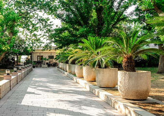 Beautiful view of sidewalk and green plants in city