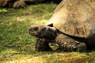 Obraz premium Turtle
