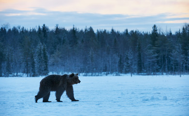 Brown bear in the snow