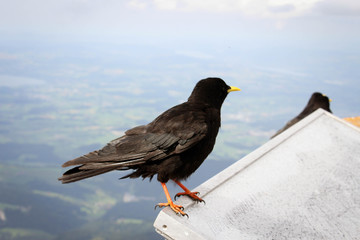 Alpine birds after rain, Mount Pilatus, Switzerland
