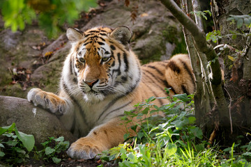 Siberian tiger panthera tigris altaica in zoo - obrazy, fototapety, plakaty