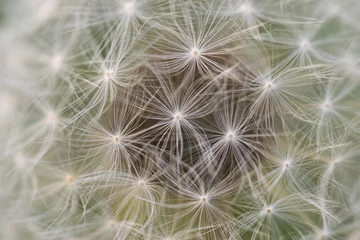 Foto op Aluminium dandelion close-up. Dandelion in the center of the picture, beautiful relaxing background. © wael