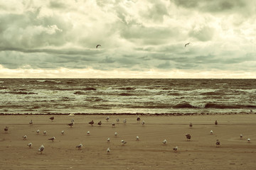 Gulls on beach