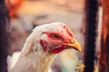 close-up portrait of a white chicken