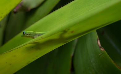 Hawaiian Gecko