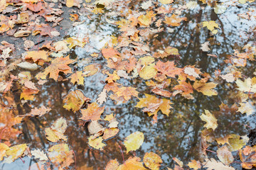 Fallen leaves in a puddle, autumn background