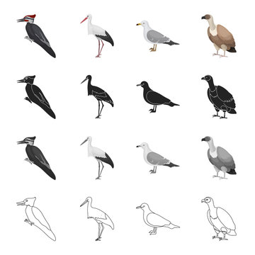 Forest bird, woodpecker, stork, seagull, vulture. Bird set collection icons in cartoon black monochrome outline style vector symbol stock illustration web.
