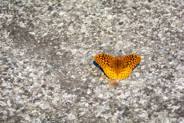 Cuyahoga Valley National Park, Ohio Water Green Lush