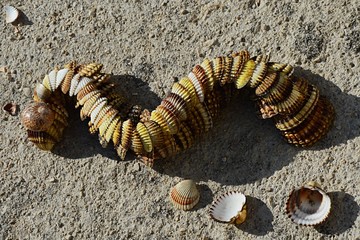 Decorative snake or dragon made of bivalve mollusc clam seashells placed on concrete beach molo