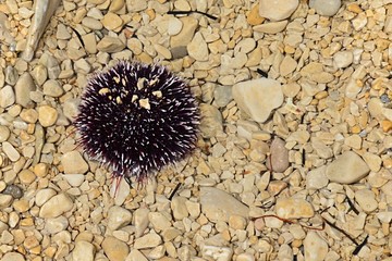 Sea urchin Echinoidea also called sea hedgehog on stony beach in shallow water, some stones on his spines