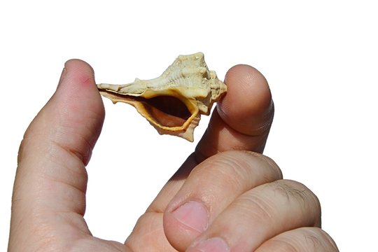 Seashell of gastropod snail mollusc held between thumb and index finger of adult man, white background