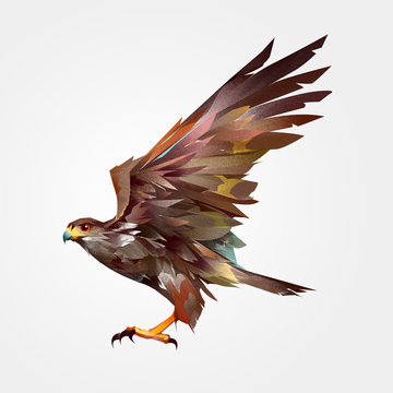 isolated colored painted flying bird hawk in the side