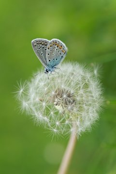 Fototapeta Blue butterfly sitting on white dandellion on green grass 