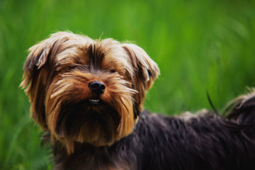 Yorkshire terrier looking up on a background of green grass