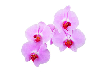 Fototapeta premium Pink orchid flower