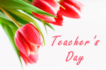 Happy teachers day with tulip flower, message for teacher in special day of education, tulip bouquet.
