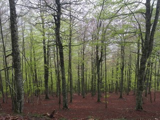 Spring Forest