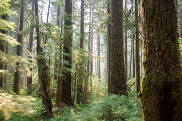 Hazy sunlight through the mossy trees