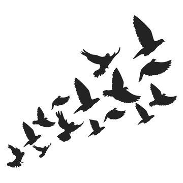 Birds. Vector illustration. Isolated.