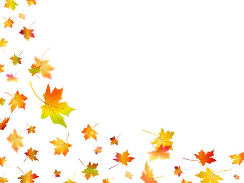     Autumn background with falling leaves. Maple leaves. Flying foliage in motion blur. Fall vector design 