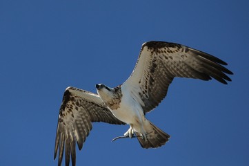 Sea Hawk