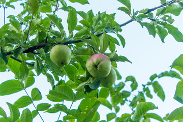 Apple tree