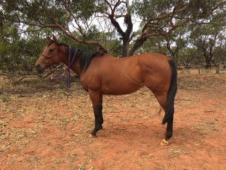 Fototapeta premium Horse standing