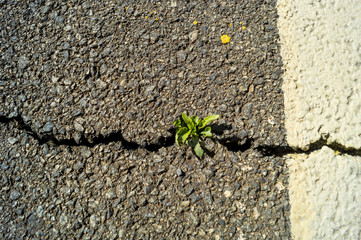 sprout on asphalt