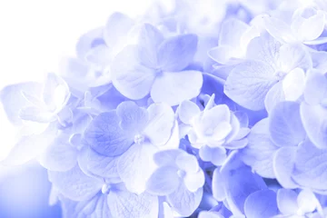 Foto auf Acrylglas Hortensie süße Hortensienblüten auf weißem Hintergrund