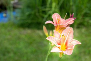 Fototapeta premium shiny lily flowers