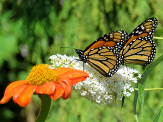 Toronto Lake two Monarch butterflies and flower 2017
