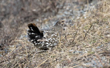 Spruce Grouse Hen