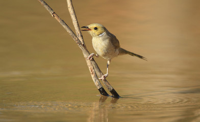 White-plumed Honeyeater