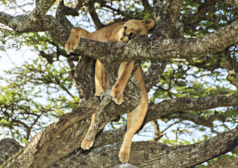 Fototapeta na wymiar Sleeping Lion In A Tree