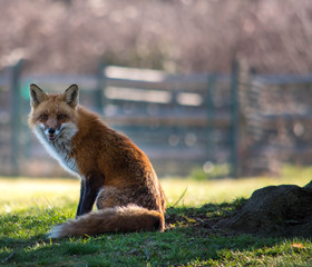 Red Fox