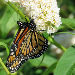  Toronto Lake two Monarch butterflies on a white flower 2017