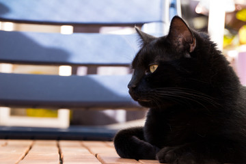 Black Cat