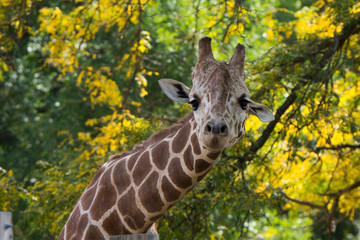 Curious Giraffe