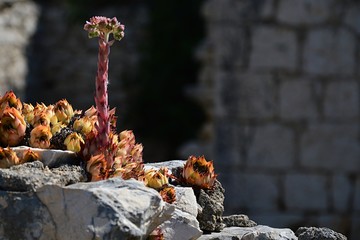 Houselleks Sempervivum tectorum plants growing on old murral of decaying building in Croatia, Adriatic