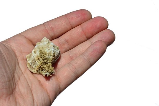 Gastropod seashell held on palm of adult man, white background