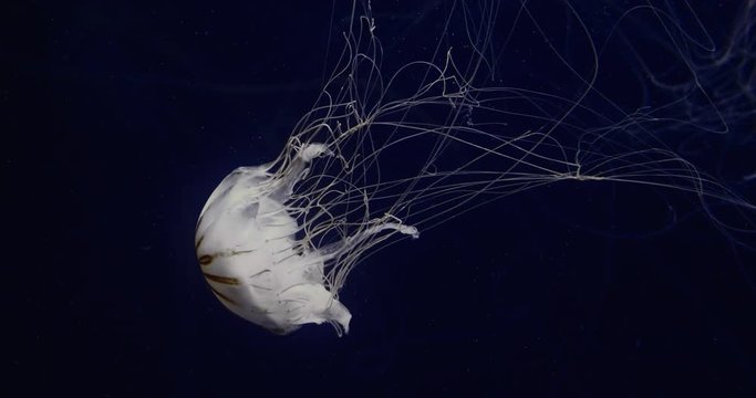 Portrait of an elegant jellyfish