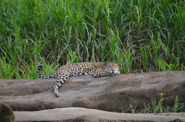 Fototapeta na wymiar A Jaguar (Panthera Onca) rests on a log on the banks of the Tambopata River. Tambopata National Reserve, Madre de Dios, Peru