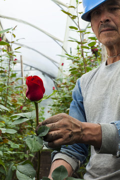 agricultor-rosa-cosechando