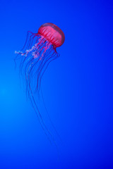 Jellyfish