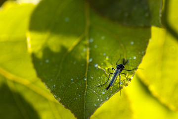 Mosquito