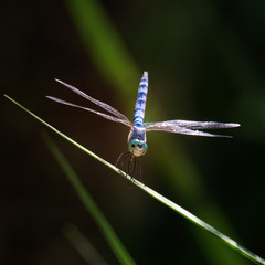 Dragonfly straight on