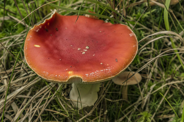Amanita muscaria in green grass in forest