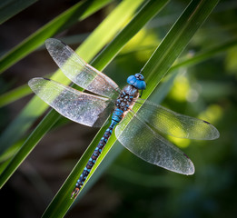 Turquoise Dragonfly - obrazy, fototapety, plakaty
