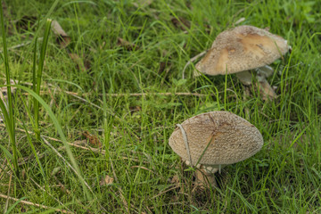 Pink amanita rubescens in green grass