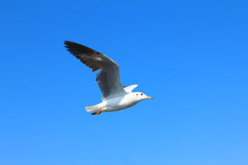 Fototapeta na wymiar isolated white bird,morning time single seagull flying in blue sky clear